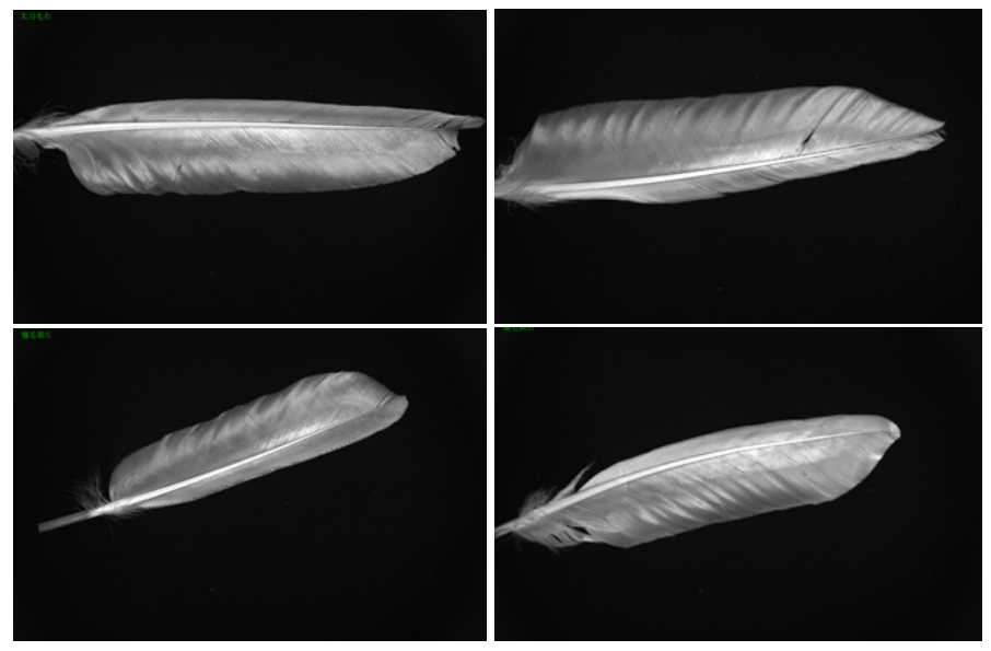 1698131328343617.png pp1.png